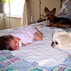 I'm laying on Mom and Dad's bed with Albert and Ferguson.<br><div class='photoDatesPopup'><br>from Emily's Photos taken 6/12/2005 and posted 6/28/2005</div>