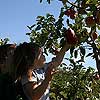 Uncle Matt will help me get the apples that are up high.<br><div class='photoDatesPopup'><br>from Emily's Photos taken 7/22/2007 and posted 8/21/2007</div>