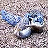 Meerkats are very frisky and playful.  Mom and Dad, can I have a meerkat?<br><div class='photoDatesPopup'><br>from Emily's Photos taken 6/17/2006 and posted 7/13/2006</div>