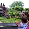 I'm not sure I want to feed that giraffe, so you better do it, Mom.<br><div class='photoDatesPopup'><br>from Emily's Photos taken 6/17/2006 and posted 7/13/2006</div>