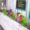 I didn't mind these birds at the zoo until they climbed on my Dad.<br><div class='photoDatesPopup'><br>from Emily's Photos taken 6/17/2006 and posted 7/13/2006</div>