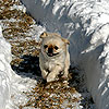 Albert doing hot laps in the snow path.<br><div class='photoDatesPopup'><br>from Albert's Photos taken 1/28/2009 and posted 2/26/2009</div>