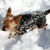 Nummy having fun in the snow.<br><div class='photoDatesPopup'><br>from Nummy's Photos taken 1/28/2009 and posted 2/26/2009</div>