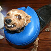 All smiles with the blue cone of shame.  <br><div class='photoDatesPopup'><br>from Ferguson's Photos taken 8/26/2010 and posted 10/11/2010</div>
