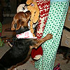 I love my stocking.<br><div class='photoDatesPopup'><br>from Ferguson's Photos taken 12/25/2011 and posted 3/13/2012</div>