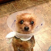 Cone of shame!<br><div class='photoDatesPopup'><br>from Nummy's Photos taken 12/2/2012 and posted 12/19/2012</div>
