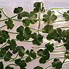 You would think with all of these four-leaf clovers in the house we would have better luck.<br><div class='photoDatesPopup'><br>from DeAnne's Photos taken 4/13/2015 and posted 8/1/2015</div>
