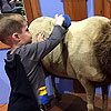 Taking care of the animals at the museum.<br><div class='photoDatesPopup'><br>from Emerson's Photos taken 11/21/2015 and posted 3/14/2016</div>