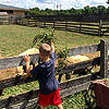 Helping feed the animals at Conner Prairie.<br><div class='photoDatesPopup'><br>from Emerson's Photos taken 7/28/2018 and posted 11/10/2018</div>