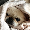 Snuggle Albert<br><div class='photoDatesPopup'><br>from Albert's Photos taken 4/10/2019 and posted 7/31/2019</div>