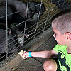 Feeding the pigs at Dutch Village.  Right after this photo they took the entire cone.  Pigs!<br><div class='photoDatesPopup'><br>from Emerson's Photos taken 7/9/2019 and posted 7/31/2019</div>