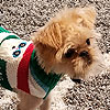 Honey-Bear Sassy-Pants!<br><div class='photoDatesPopup'><br>from Elise's Photos taken 11/28/2019 and posted 8/26/2020</div>