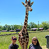 The giraffe even posed for the photo.<br><div class='photoDatesPopup'><br>from Elise's Photos taken 6/16/2020 and posted 8/26/2020</div>