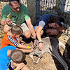 Kangaroo petting.<br><div class='photoDatesPopup'><br>from David's Photos taken 6/16/2020 and posted 8/26/2020</div>