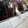 Very confused homing pigeon that thought our house was home.<br><div class='photoDatesPopup'><br>from DeAnne's Photos taken 10/11/2020 and posted 11/19/2020</div>