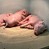 Baby pigs at Fair Oaks.<br><div class='photoDatesPopup'><br>from Elise's Photos taken 10/20/2020 and posted 11/19/2020</div>