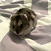 Emily's hamster Pickles.<br><div class='photoDatesPopup'><br>from Emily's Photos taken 3/4/2021 and posted 1/7/2022</div>
