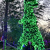 Huge light up dinosaur.<br><div class='photoDatesPopup'><br>from Elias' Photos taken 12/19/2022 and posted 4/27/2023</div>