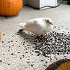 The homing pigeon that got very confused and thought it was home.<br><div class='photoDatesPopup'><br>from David's Photos taken 10/11/2020 and posted 11/19/2020</div>